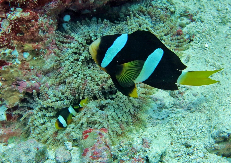 Clark's anemonefish, yellowtail clownfish (Amphiprion clarkii); DISPLAY FULL IMAGE.