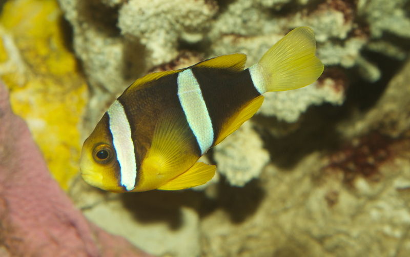 Clark's anemonefish, yellowtail clownfish (Amphiprion clarkii); DISPLAY FULL IMAGE.