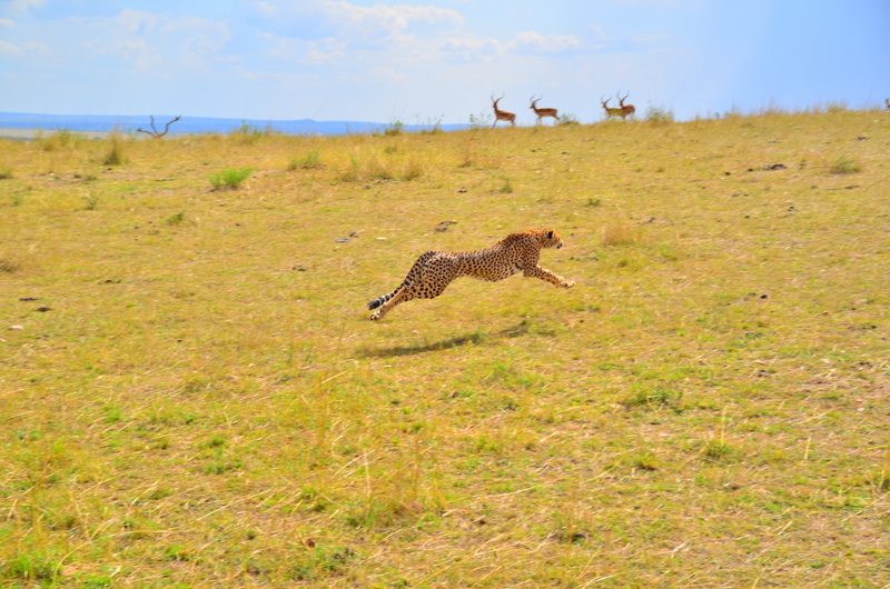 cheetah (Acinonyx jubatus); DISPLAY FULL IMAGE.