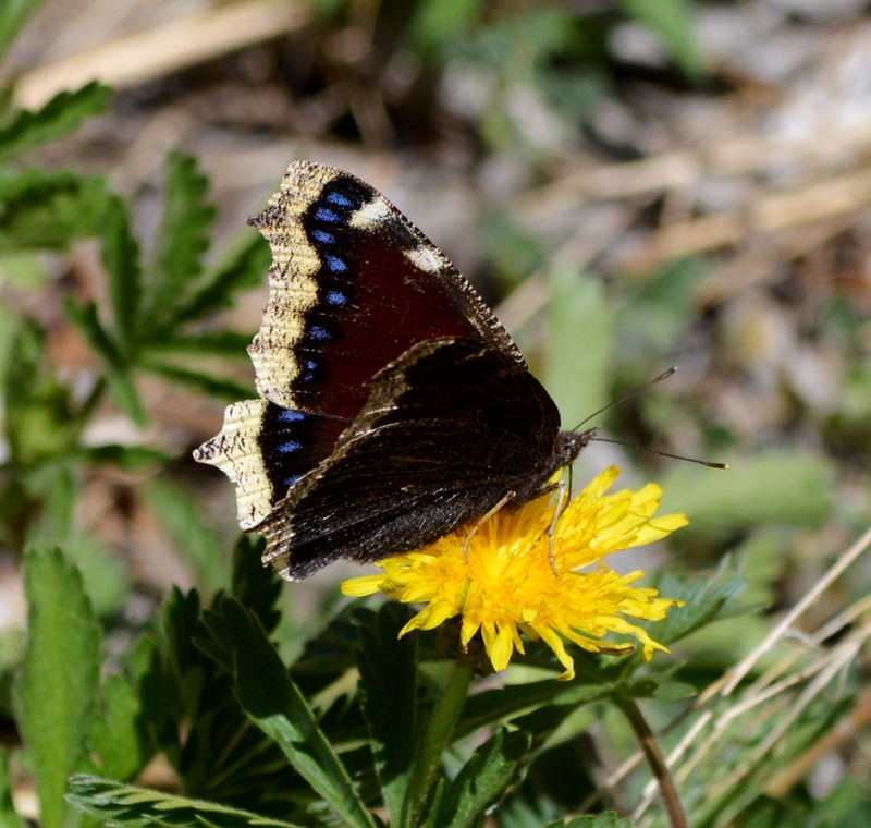 Camberwell beauty, mourning cloak (Nymphalis antiopa); DISPLAY FULL IMAGE.