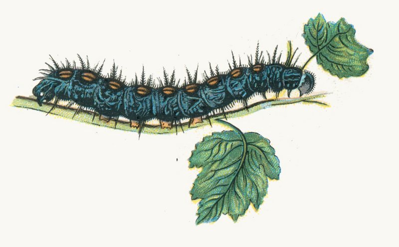 Camberwell beauty, mourning cloak (Nymphalis antiopa); DISPLAY FULL IMAGE.