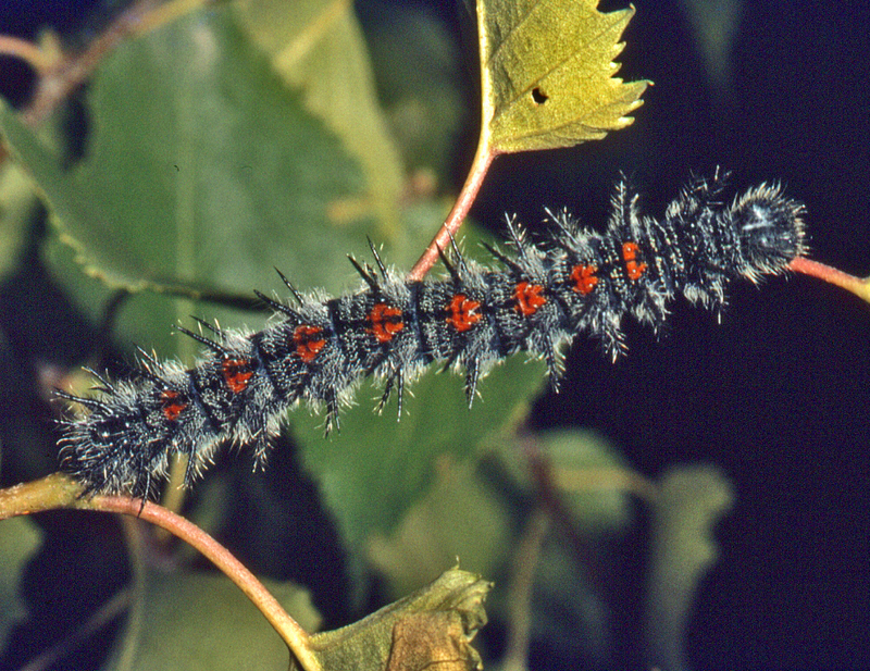 Camberwell beauty, mourning cloak (Nymphalis antiopa); DISPLAY FULL IMAGE.