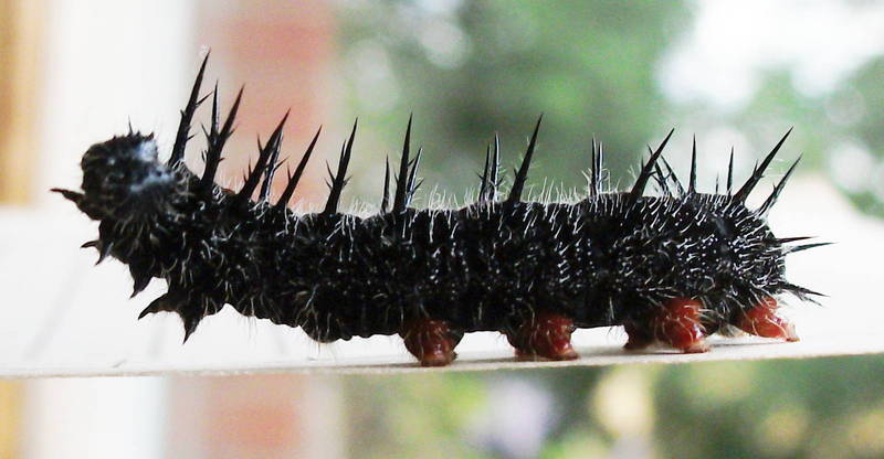 Camberwell beauty, mourning cloak (Nymphalis antiopa); DISPLAY FULL IMAGE.