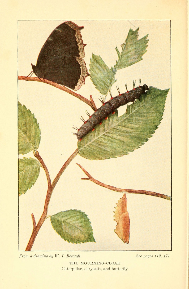 Camberwell beauty, mourning cloak (Nymphalis antiopa); DISPLAY FULL IMAGE.