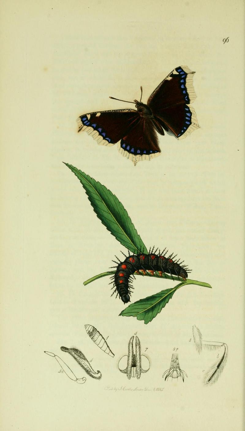 Camberwell beauty, mourning cloak (Nymphalis antiopa); DISPLAY FULL IMAGE.