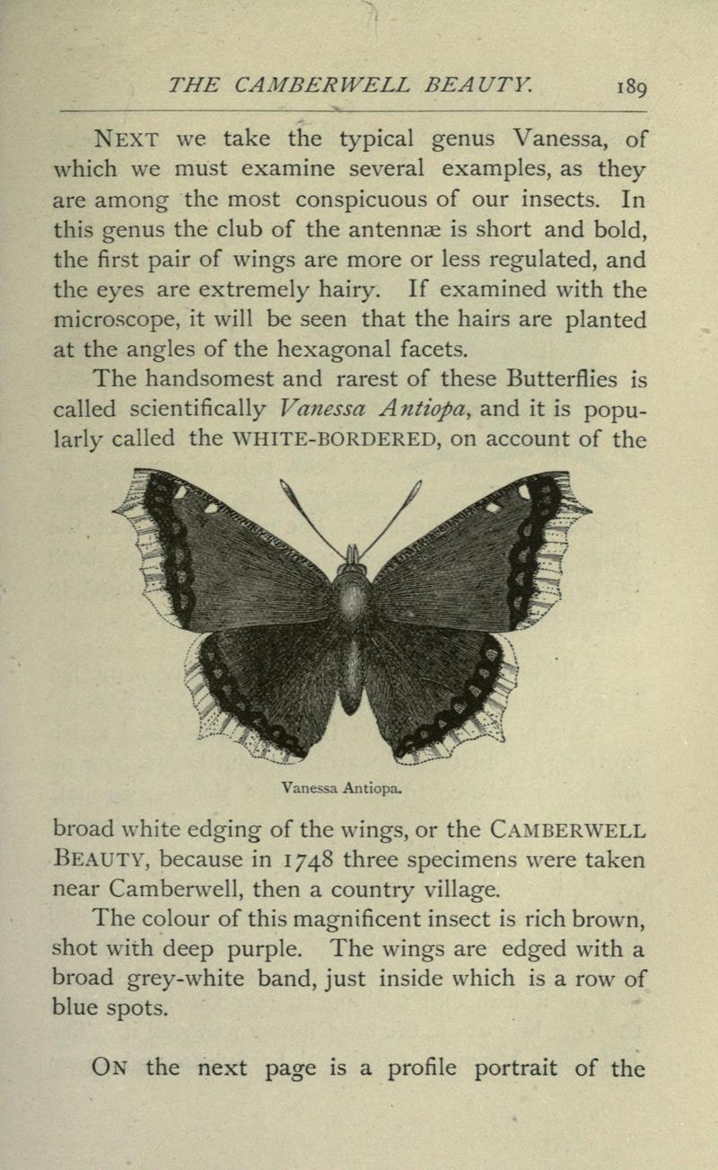 Camberwell beauty, mourning cloak (Nymphalis antiopa); DISPLAY FULL IMAGE.