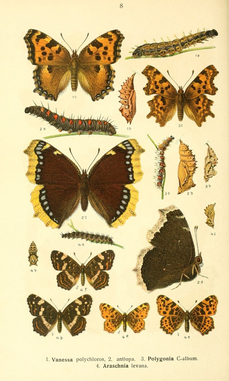 large tortoiseshell (Nymphalis polychloros), mourning cloak (Nymphalis antiopa), comma butterfly (Polygonia c-album), map butterfly (Araschnia levana); DISPLAY FULL IMAGE.