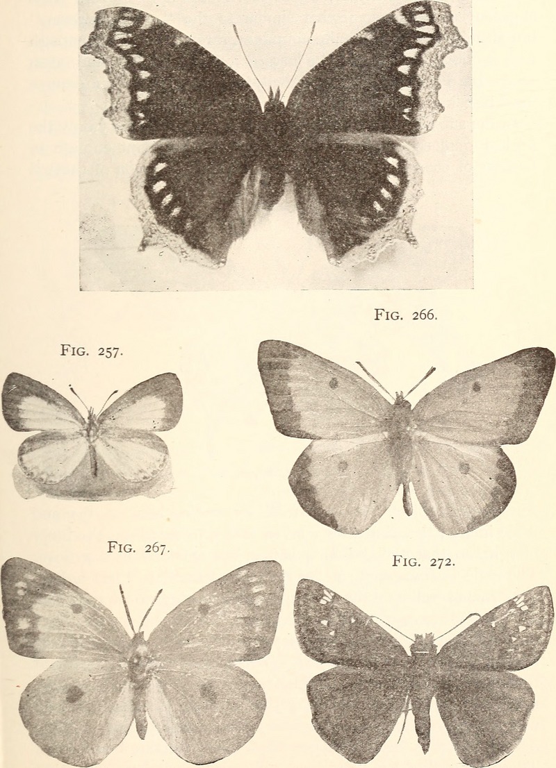 mourning cloak (Nymphalis antiopa), spring azure (Celastrina ladon), clouded sulphur (Colias philodice), Juvenal's duskywing (Erynnis juvenalis); DISPLAY FULL IMAGE.