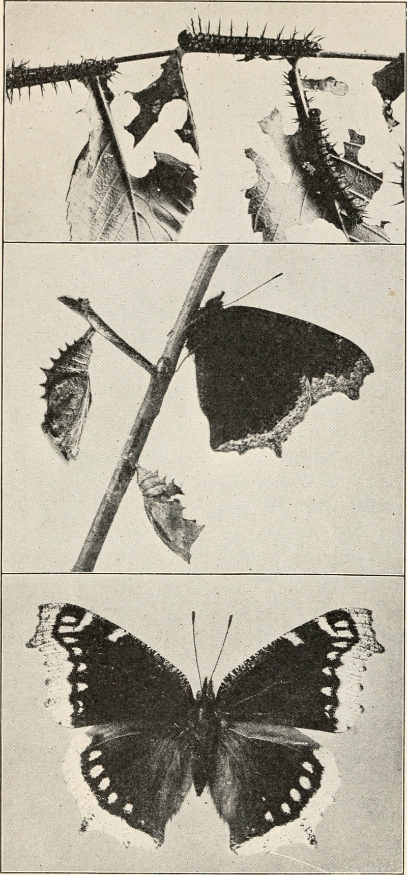 Camberwell beauty, mourning cloak (Nymphalis antiopa); DISPLAY FULL IMAGE.