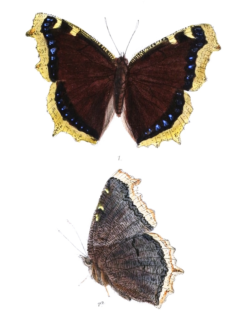 Camberwell beauty, mourning cloak (Nymphalis antiopa); DISPLAY FULL IMAGE.