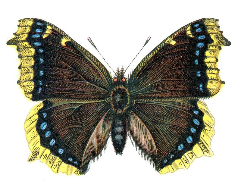 Camberwell beauty, mourning cloak (Nymphalis antiopa); DISPLAY FULL IMAGE.