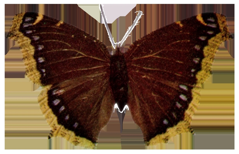 Camberwell beauty, mourning cloak (Nymphalis antiopa); DISPLAY FULL IMAGE.