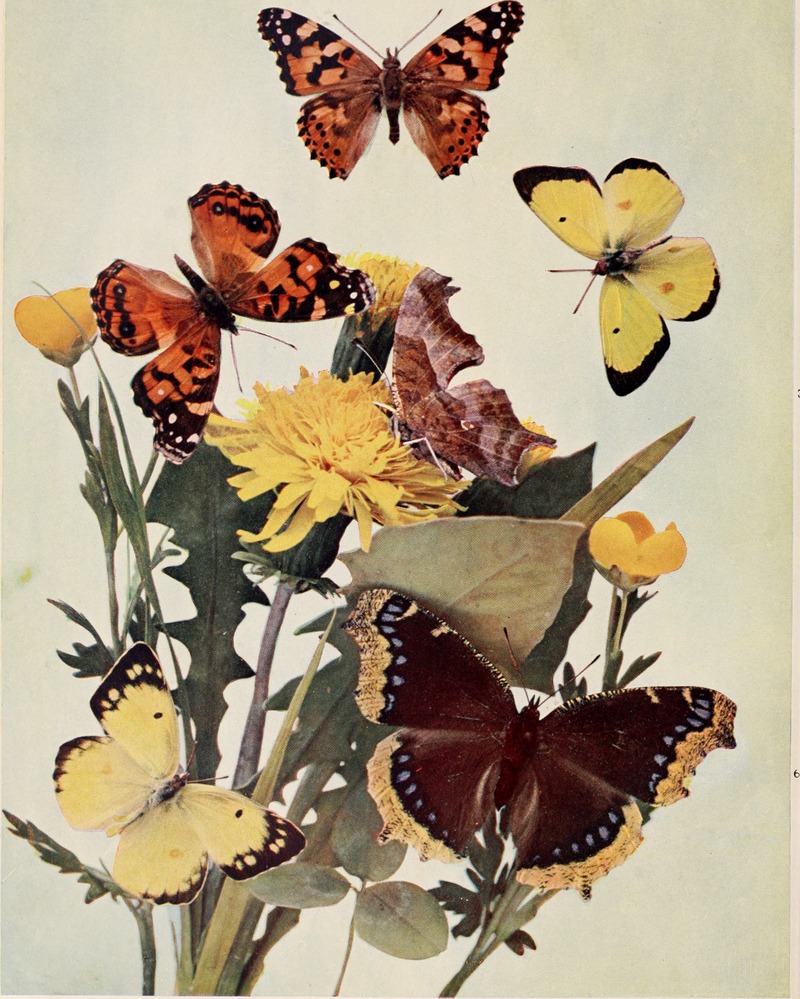 painted lady (Vanessa cardui), American lady (Vanessa virginiensis), question mark butterfly (Polygonia interrogationis), clouded sulphur (Colias philodice), mourning cloak (Nymphalis antiopa); DISPLAY FULL IMAGE.