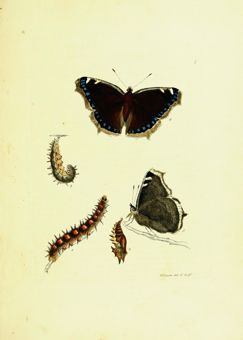 Camberwell beauty, mourning cloak (Nymphalis antiopa); DISPLAY FULL IMAGE.