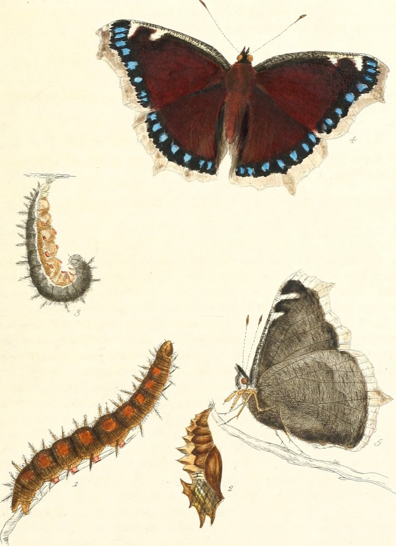 Camberwell beauty, mourning cloak (Nymphalis antiopa); DISPLAY FULL IMAGE.