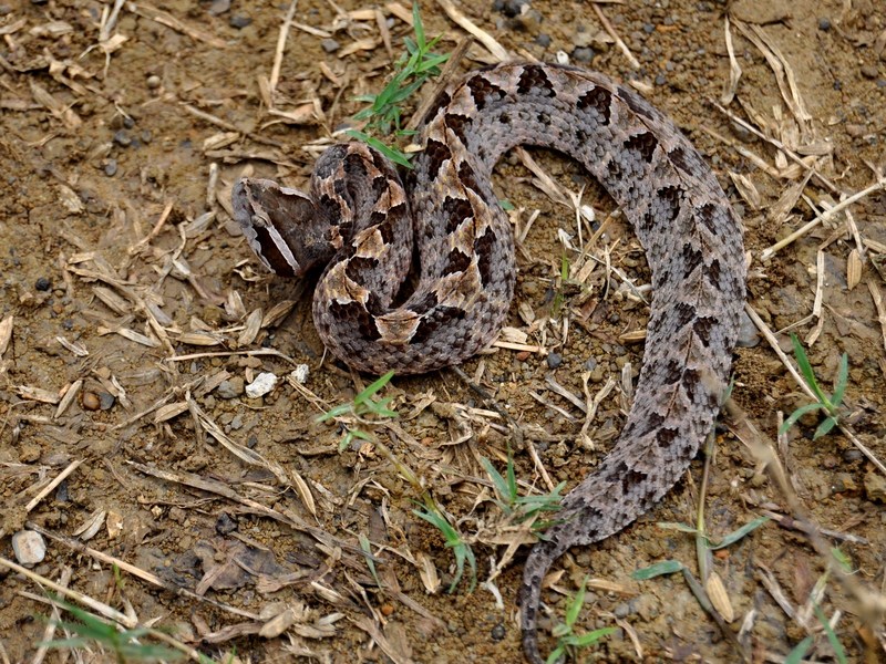 Malayan ground pit viper (Calloselasma rhodostoma); DISPLAY FULL IMAGE.