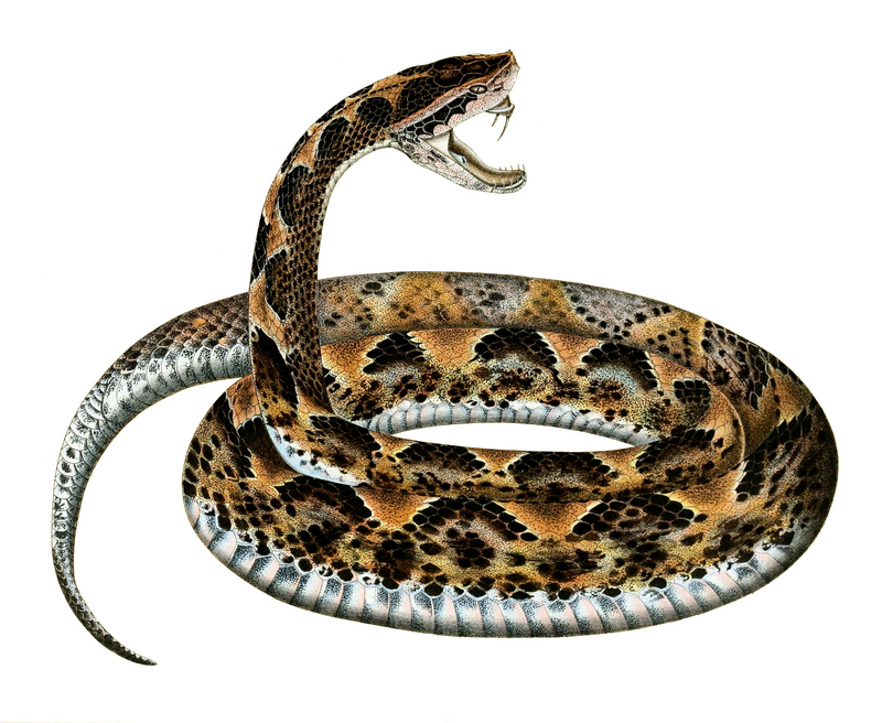 Malayan ground pit viper (Calloselasma rhodostoma); DISPLAY FULL IMAGE.