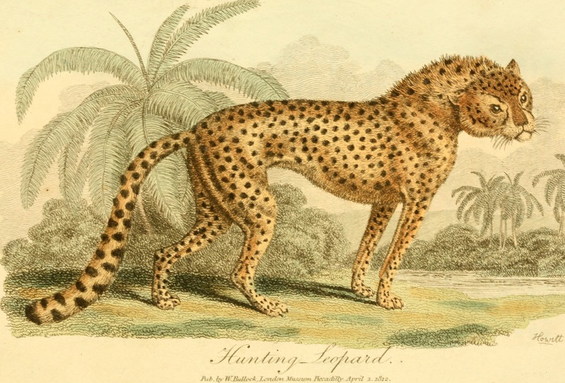 cheetah (Acinonyx jubatus); DISPLAY FULL IMAGE.