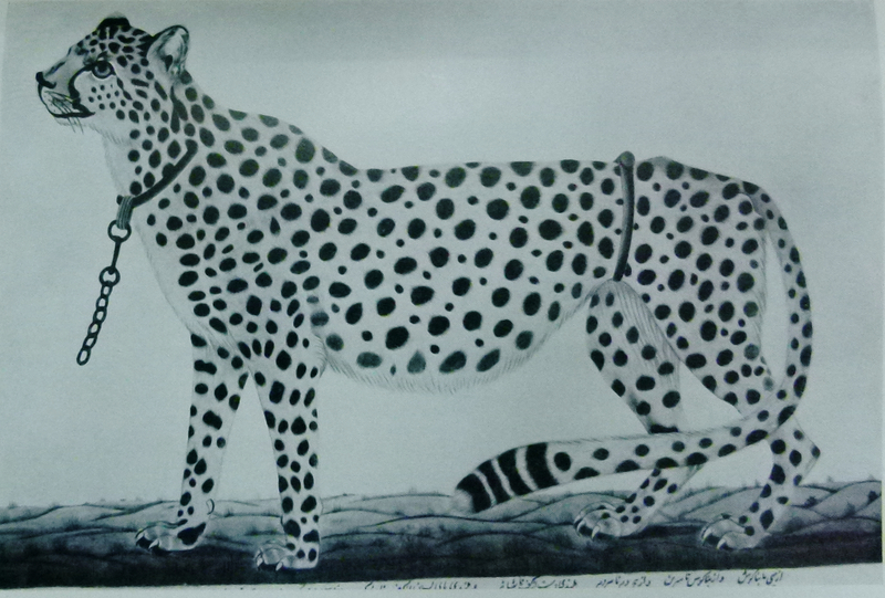 cheetah (Acinonyx jubatus); DISPLAY FULL IMAGE.