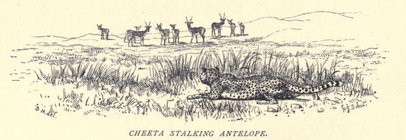 cheetah (Acinonyx jubatus); DISPLAY FULL IMAGE.