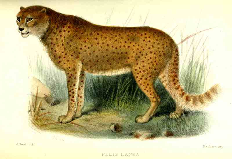 cheetah (Acinonyx jubatus); DISPLAY FULL IMAGE.