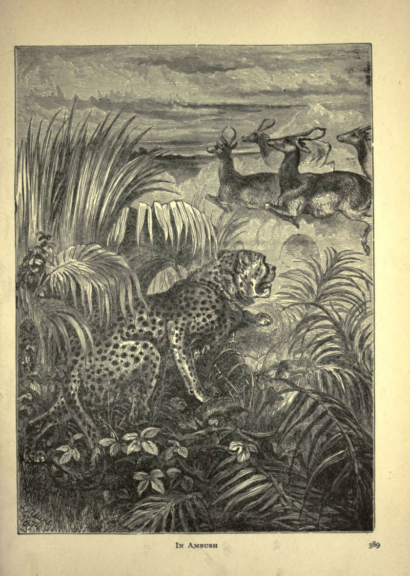 cheetah (Acinonyx jubatus); DISPLAY FULL IMAGE.