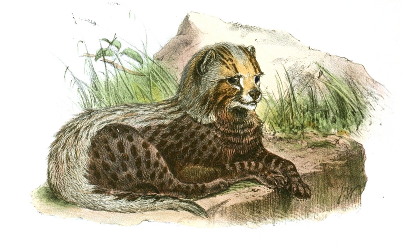 cheetah (Acinonyx jubatus); DISPLAY FULL IMAGE.