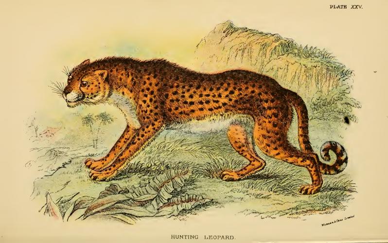 cheetah (Acinonyx jubatus); DISPLAY FULL IMAGE.