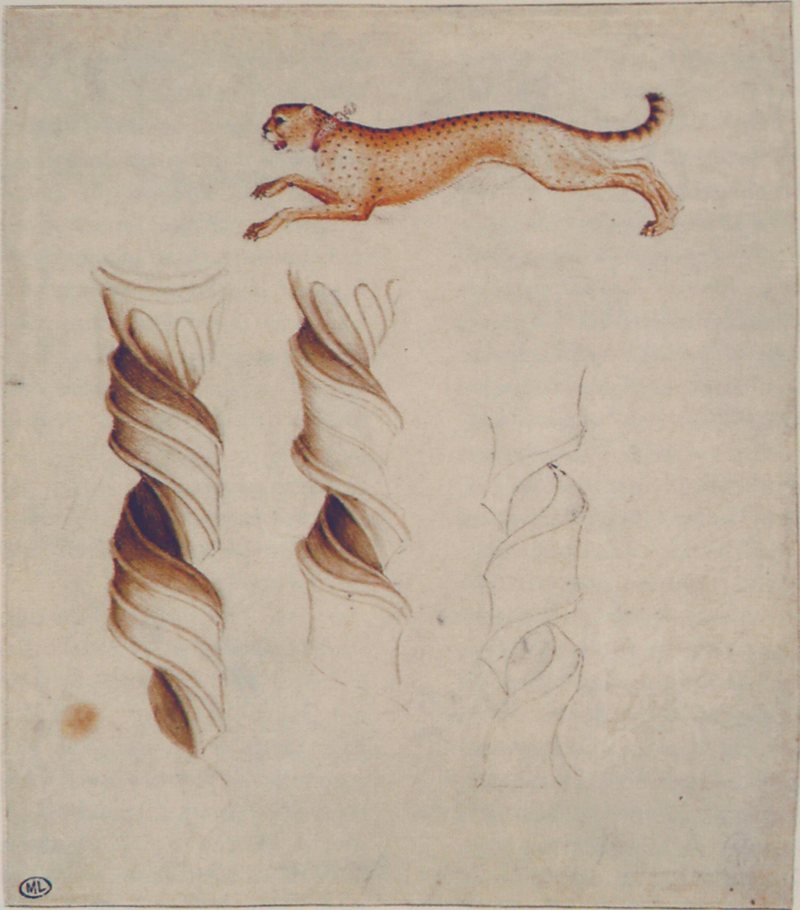 cheetah (Acinonyx jubatus); DISPLAY FULL IMAGE.