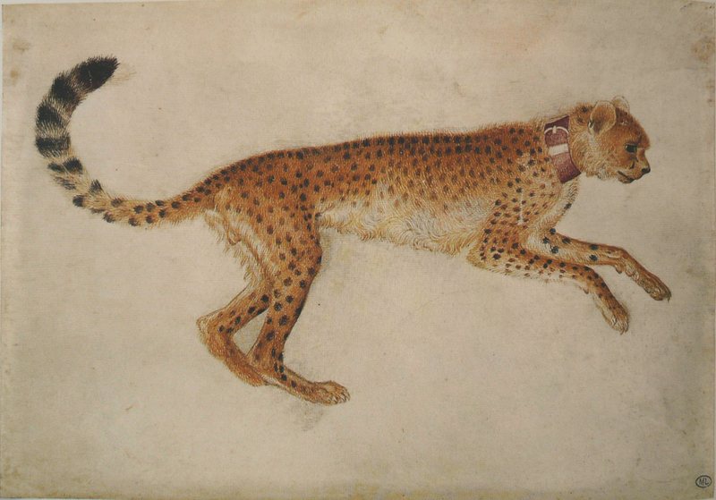 cheetah (Acinonyx jubatus); DISPLAY FULL IMAGE.