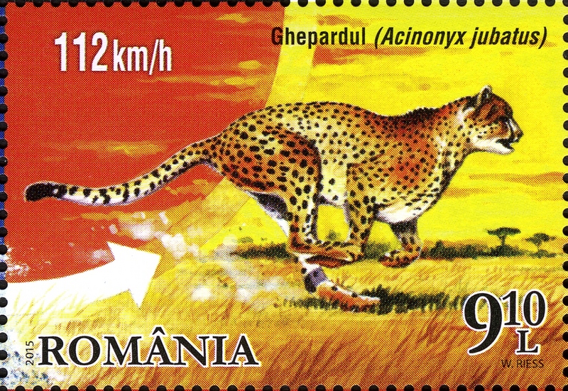 cheetah (Acinonyx jubatus); DISPLAY FULL IMAGE.