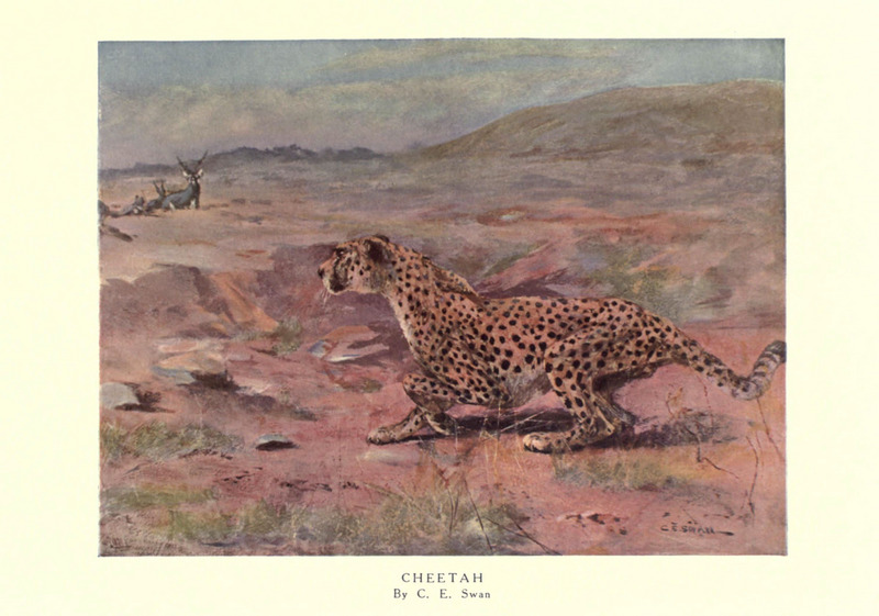 cheetah (Acinonyx jubatus); DISPLAY FULL IMAGE.