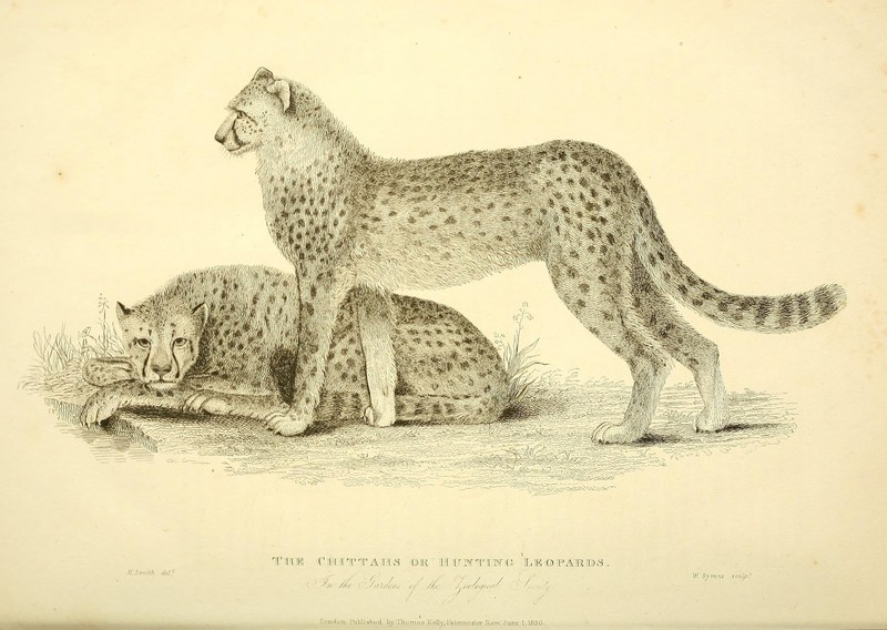 cheetah (Acinonyx jubatus); DISPLAY FULL IMAGE.