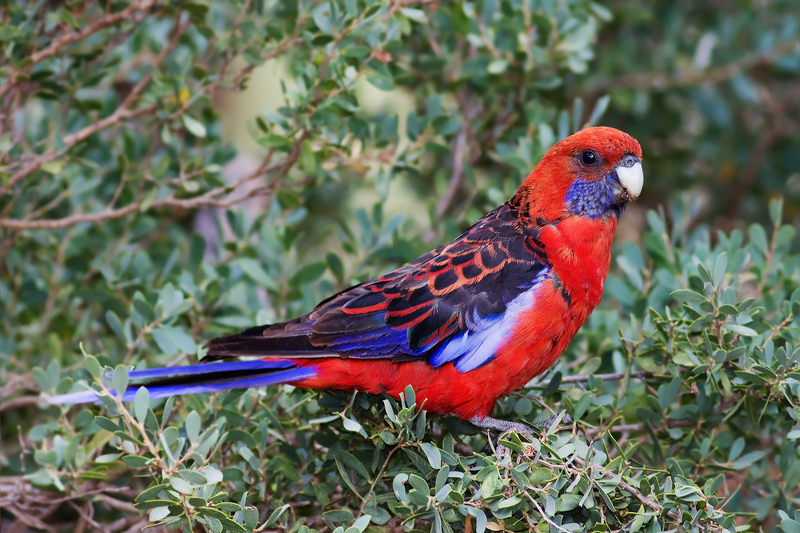 crimson rosella (Platycercus elegans); DISPLAY FULL IMAGE.