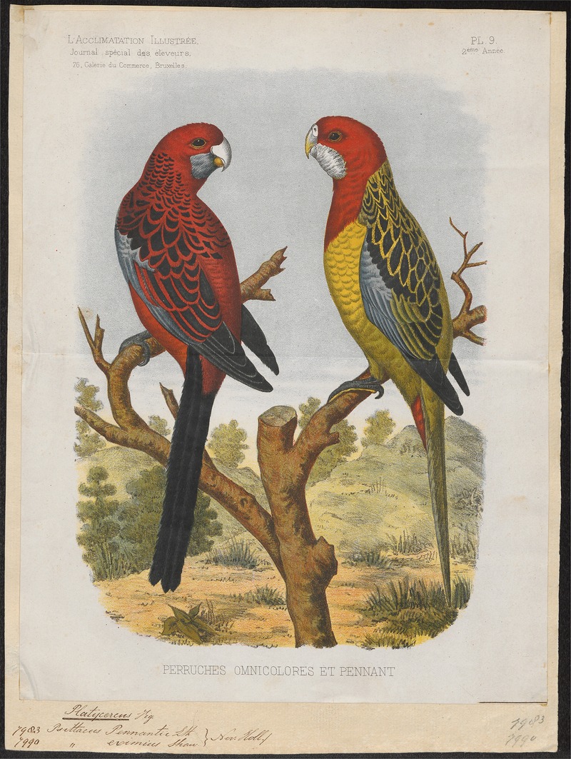 crimson rosella (Platycercus elegans); DISPLAY FULL IMAGE.