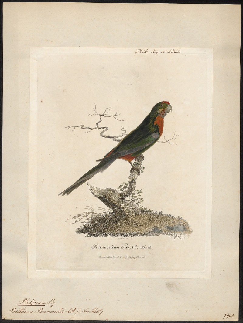 crimson rosella (Platycercus elegans); DISPLAY FULL IMAGE.