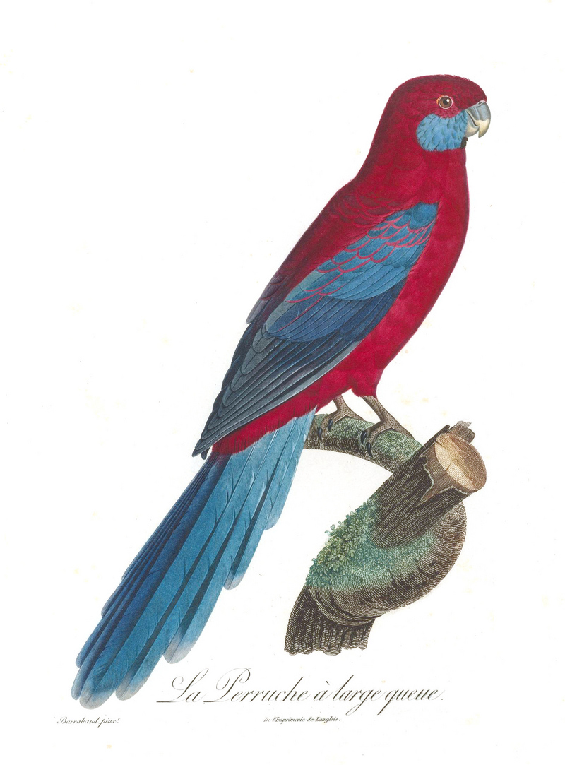 crimson rosella (Platycercus elegans); DISPLAY FULL IMAGE.