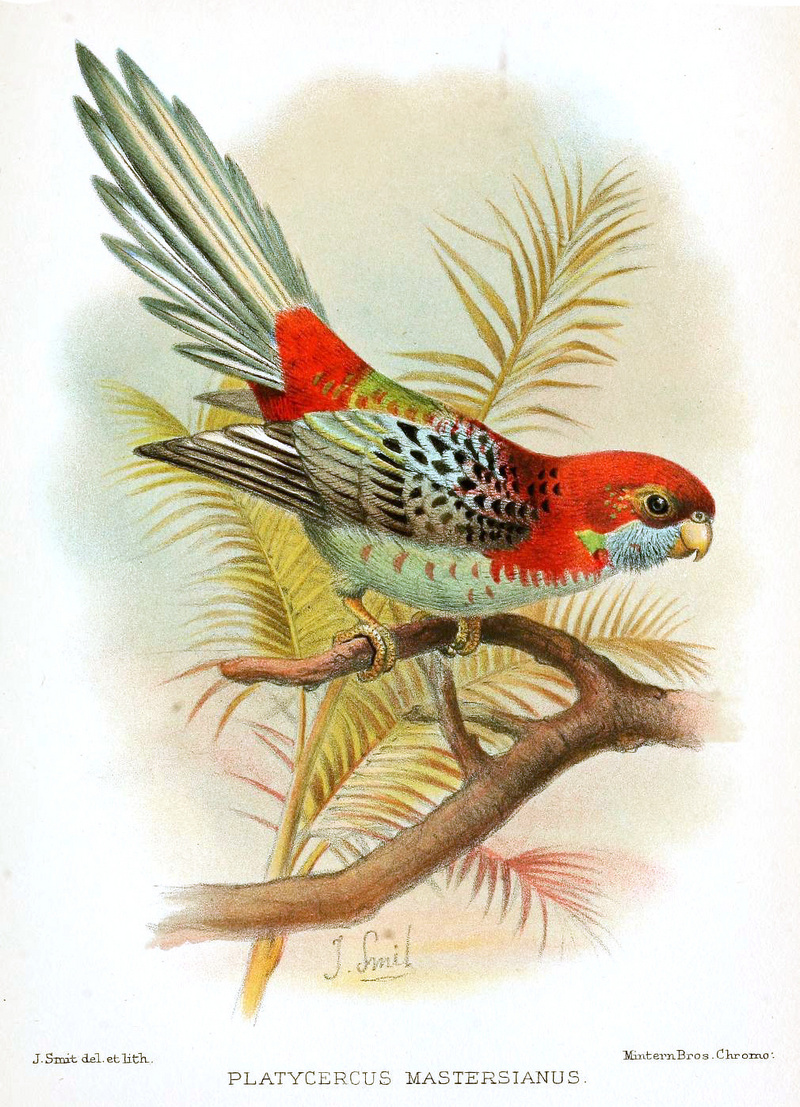 crimson rosella (Platycercus elegans); DISPLAY FULL IMAGE.