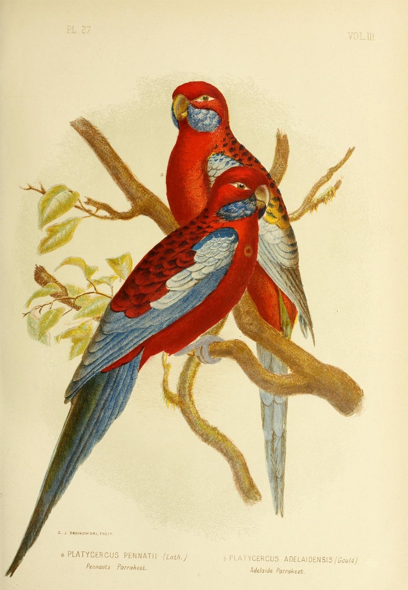 crimson rosella (Platycercus elegans); DISPLAY FULL IMAGE.