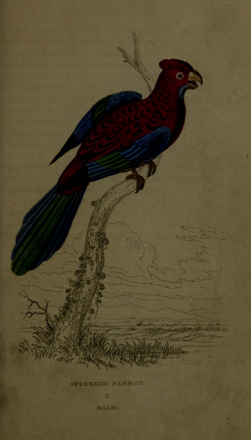 crimson rosella (Platycercus elegans); DISPLAY FULL IMAGE.