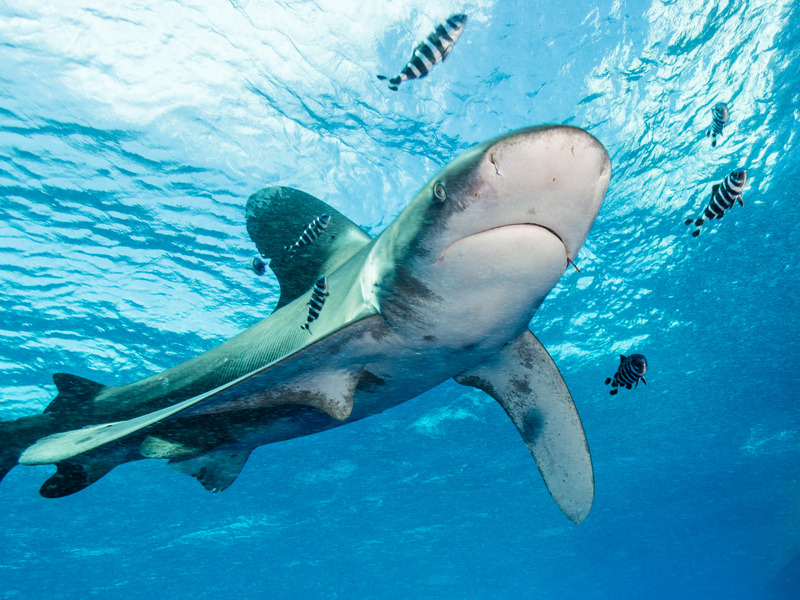 oceanic whitetip shark (Carcharhinus longimanus); DISPLAY FULL IMAGE.