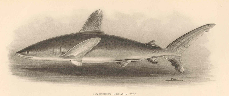 oceanic whitetip shark (Carcharhinus longimanus); DISPLAY FULL IMAGE.