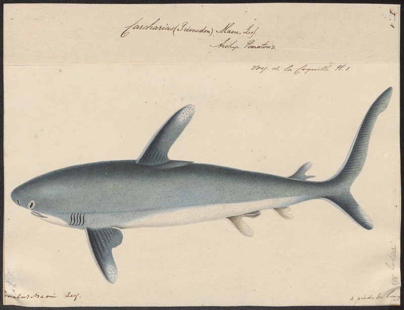 oceanic whitetip shark (Carcharhinus longimanus); DISPLAY FULL IMAGE.