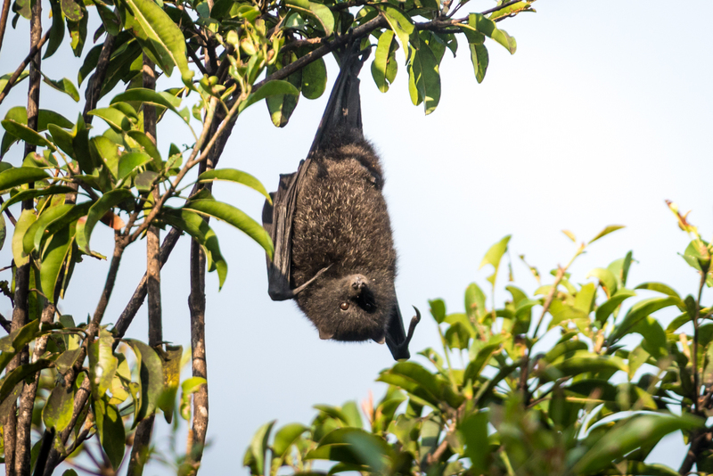 Christmas Island flying fox (Pteropus melanotus natalis); DISPLAY FULL IMAGE.