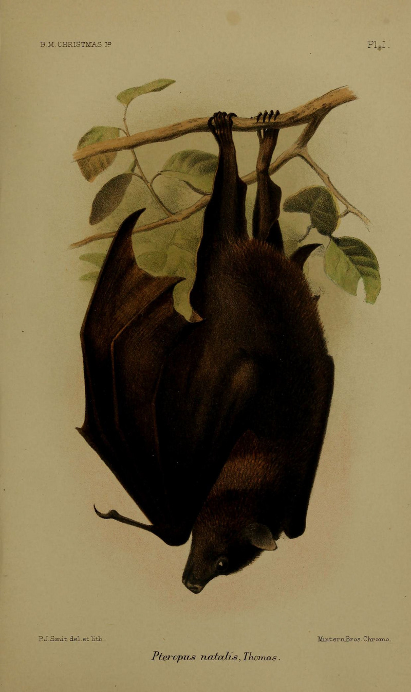 black-eared flying fox (Pteropus melanotus); DISPLAY FULL IMAGE.