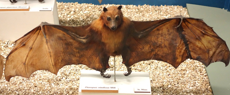 black-eared flying fox (Pteropus melanotus); DISPLAY FULL IMAGE.