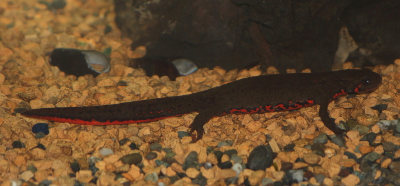 Japanese fire belly newt (Cynops pyrrhogaster); DISPLAY FULL IMAGE.