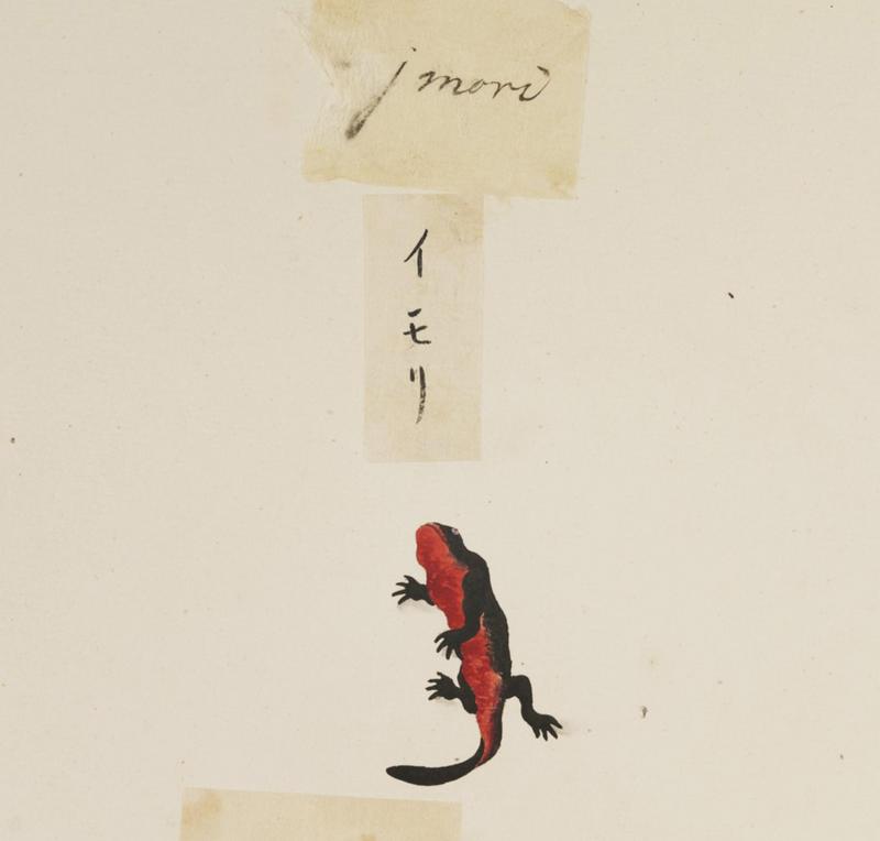 Japanese fire belly newt (Cynops pyrrhogaster); DISPLAY FULL IMAGE.