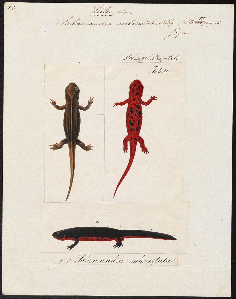 Japanese fire belly newt (Cynops pyrrhogaster); DISPLAY FULL IMAGE.