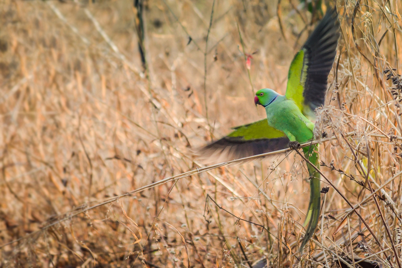 rose-ringed parakeet (Psittacula krameri); DISPLAY FULL IMAGE.